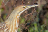 American Bittern