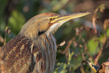 American Bittern