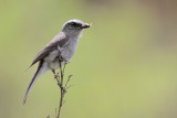 White-browed Chat-Tyrant