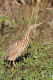 American Bittern