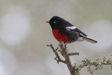 Painted Redstart