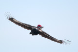 Pileated Woodpecker