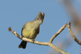 Yellow-bellied Elaenia