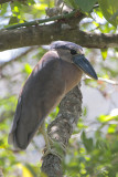 Boat-billed Heron