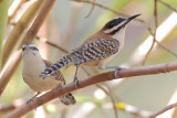 Rufous-naped Wren