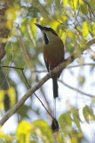 Turquoise-browed Motmot