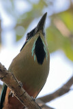 Turquoise-browed Motmot