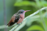 Cinamon Hummingbird
