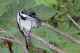 Amazon Kingfisher