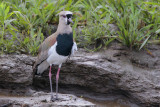 Southern Lapwing