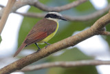 Great Kiskadee