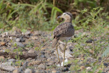 Double-striped Thick-knee