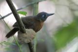 Chestnut-backed Antbird