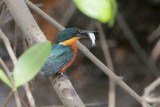 American Pygmy-Kingfisher