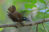 Chestnut-backed Antbird