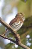 Ferruginous Pygmy-Owl