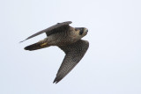 Peregrine Falcon