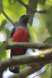 Slaty-tailed Trogon