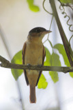 Rose-throated Becard