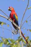 Scarlet Macaw