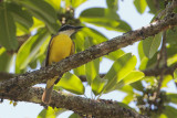 Boat-billed Flycatcher