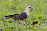 Yellow-headed Caracara