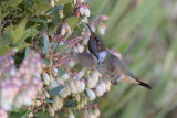 Volcano Hummingbird