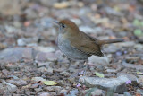 Ruddy-capped Nightingale-Thrush