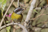 Sooty-capped Bush-Tanager