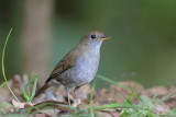 Ruddy-capped Nightingale-Thrush