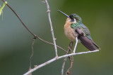 White-throated Mountain-Gem