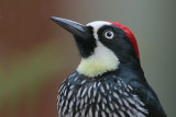 Acorn Woodpecker