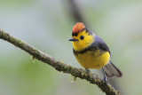 Collared Redstart