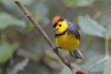 Collared Redstart