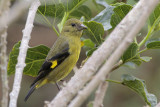 Yellow-bellied Siskin