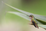 Scintillant Hummingbird