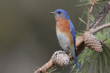 Eastern Bluebird