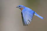 Eastern Bluebird