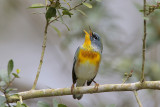 Northern Parula