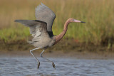 Reddish Egret