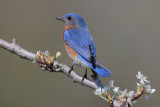 Eastern Bluebird