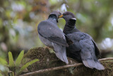 Band-tailed Pigeon