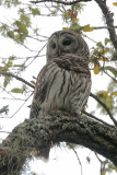 Barred Owl