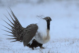 Greater Sage Grouse