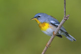 Northern Parula