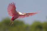 Roseate Spoonbill