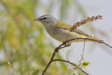 Tennessee Warbler