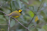 Hooded Warbler
