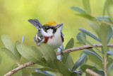 Chestnut-sided Warbler