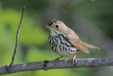 Ovenbird